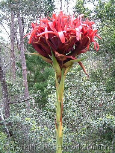 Gymea lily Doryanthes excelsa_3 